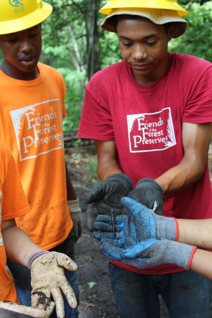 Photo by Alice Brandon, Cook County Forest Preserves