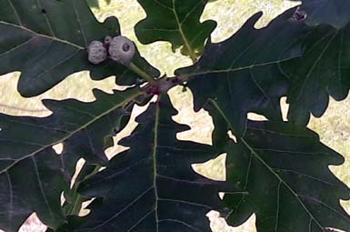 Oak Leaves Oak Leaves