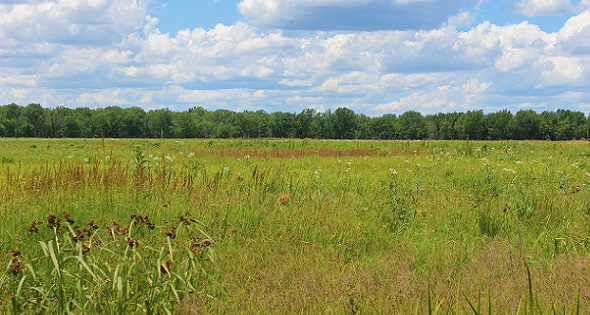 prairie-ecology