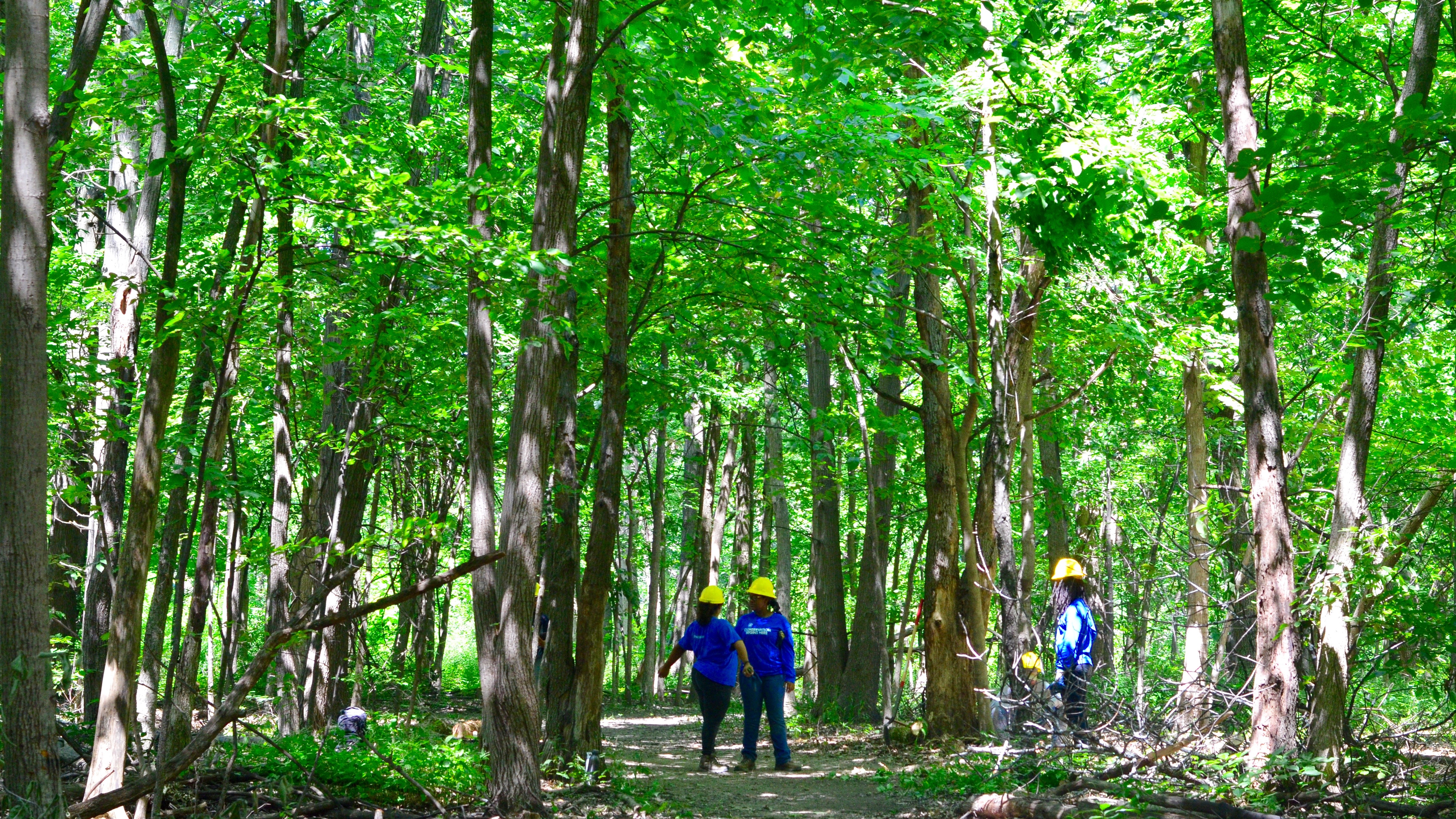 Conservation Corps crew members work in Dan Ryan Woods.