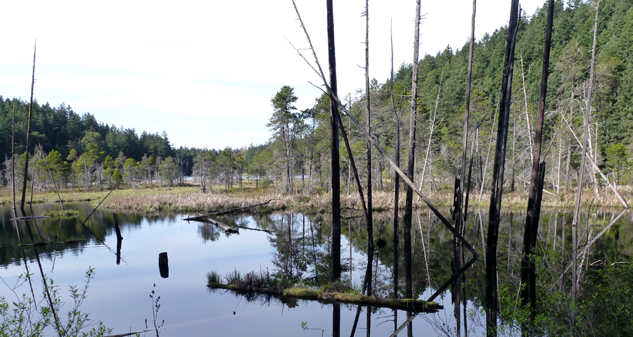 Cranberry Slough Nature Preserve is the Forest Preserves’ top ecological priority. 