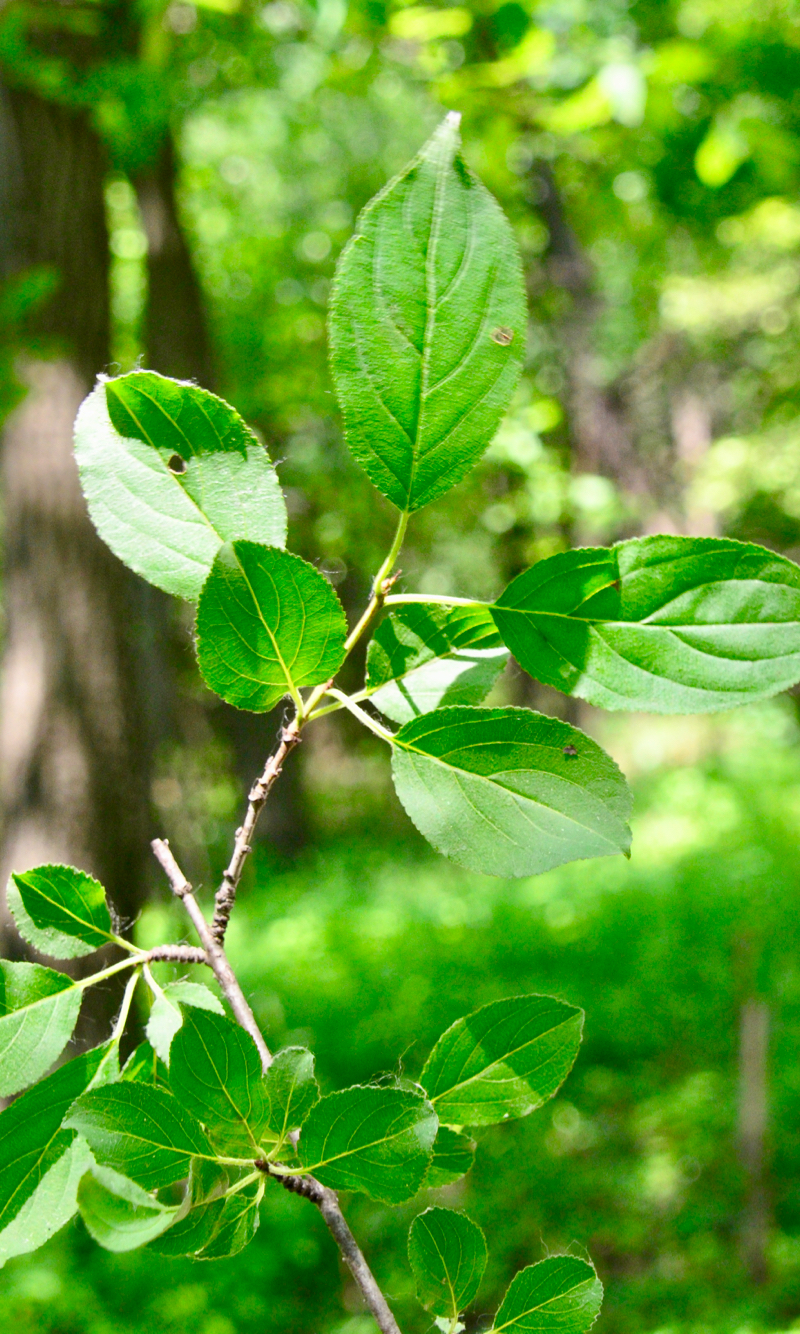 Leaves from a buckthorn