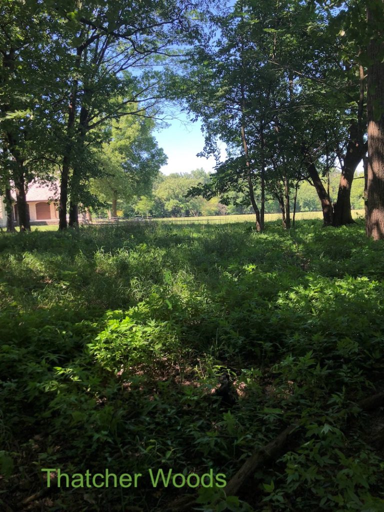A walk in Thatcher Woods forest from an ecologist's perspective