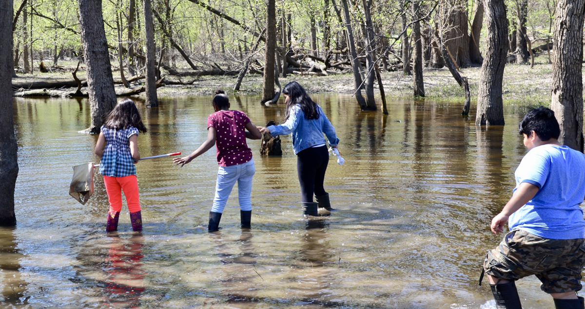 Netting in Thatcher Woods