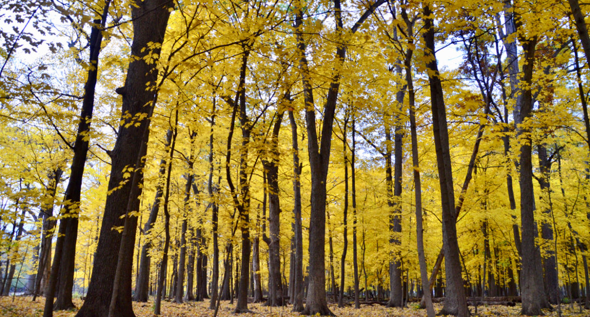 maple trees in Thatcher Woods