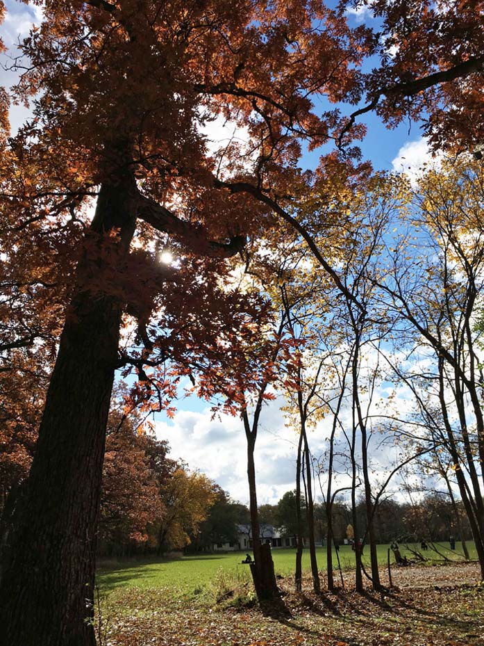 Forest bathing in Thatcher Woods