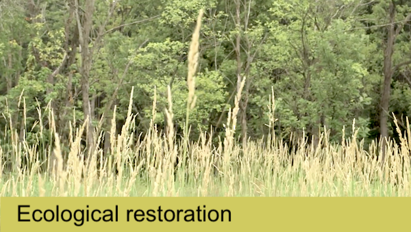 Impact-Ecological Restoration ecological restoration
