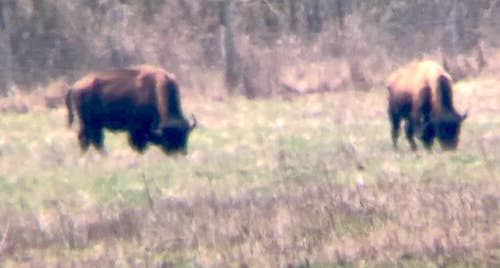 Bison on the range 