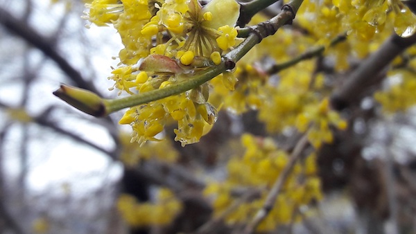 A budding tree
