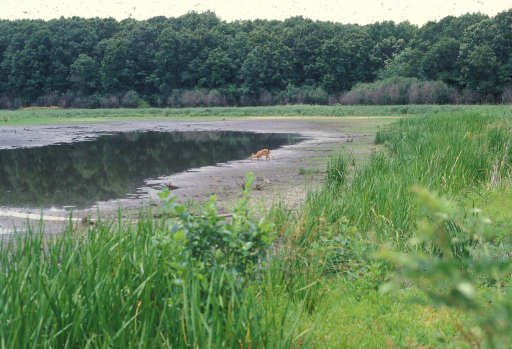 A white tailed deer at Cranberry Slough Nature Preserve. Credit: Dennis Nyberg