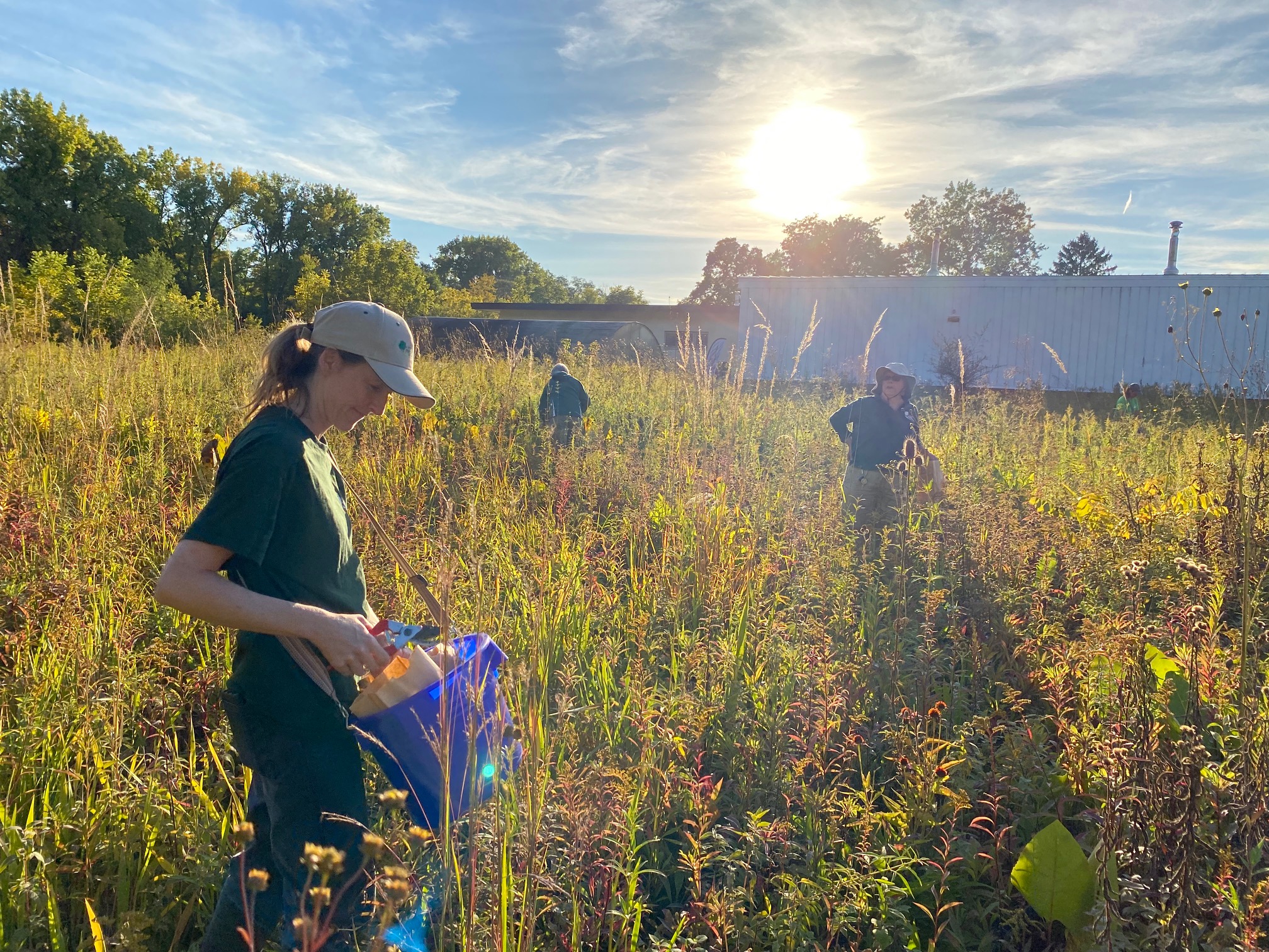 People collecting native plant seeds in a prairie at the Forest Preserves of Cook County