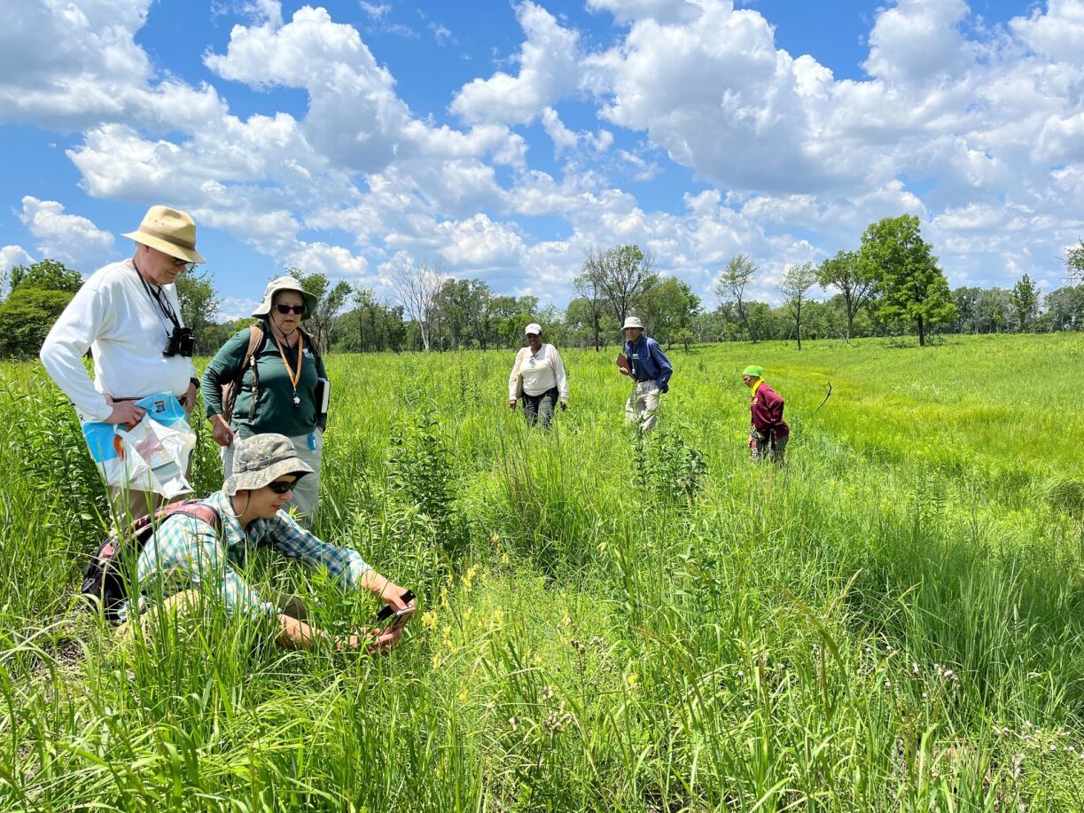 volunteers spread throughout a prairie under blue skies and fluffy white clouds working on restoration at the Forest Preserves of Cook County