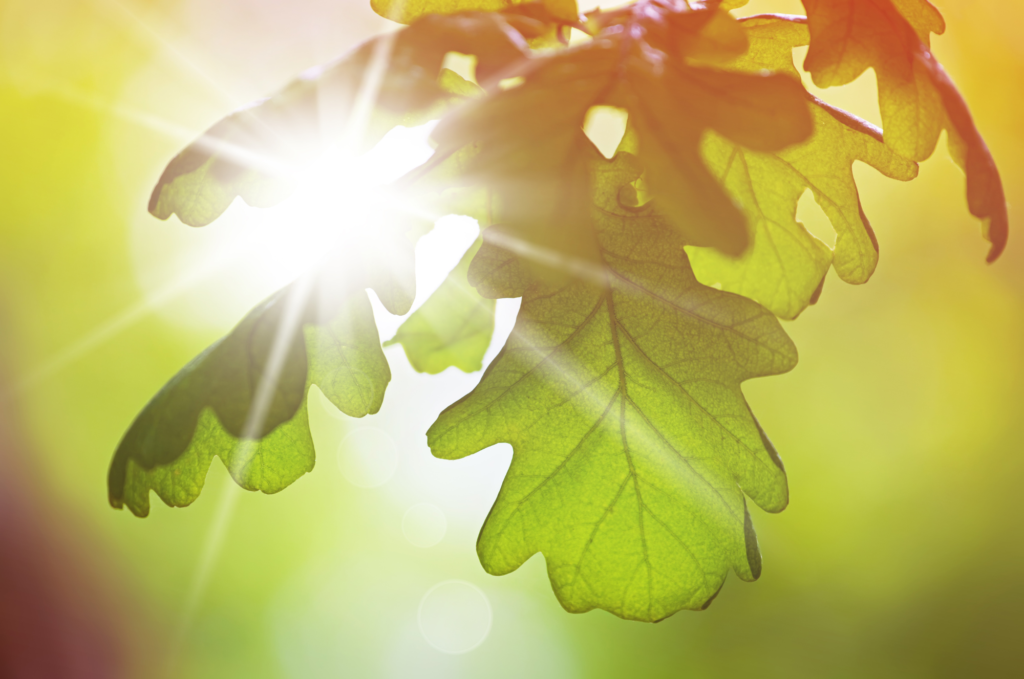 closeup of oak leaves backlit by sun