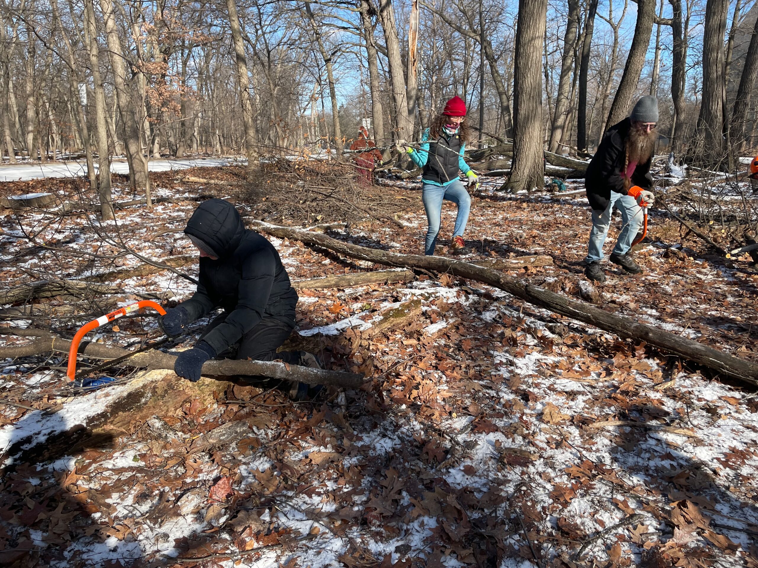 Woods setting with bare trees of winter and small amount of snow on the ground. person in foreground sawing a log with an orange saw while 2 people in the background caryy branches
