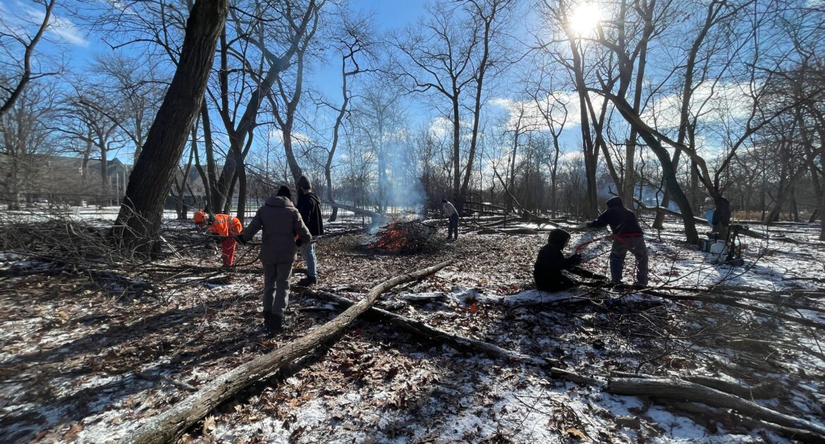 People removing invasive Buckthorn in a winter woods setting with bare trees and blue sky and a bright sun.