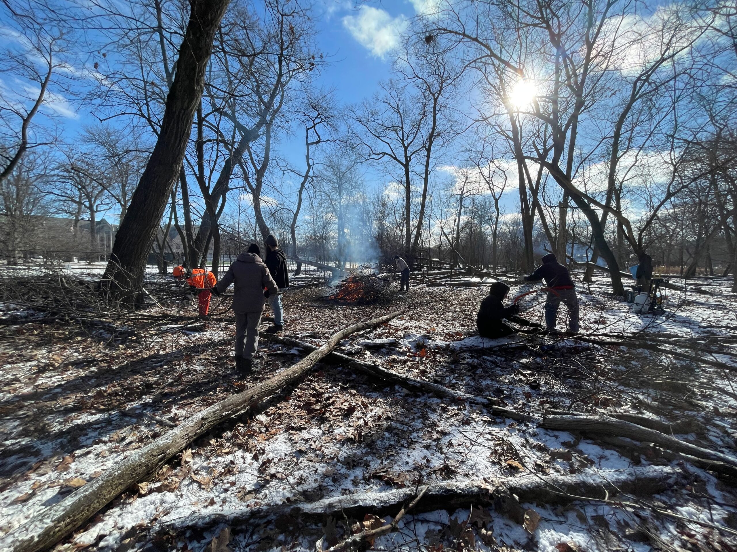 People removing invasive Buckthorn in a winter woods setting with bare trees and blue sky and a bright sun.